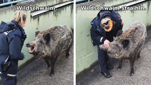 Wildschwaim. Wildschwaim straihln.